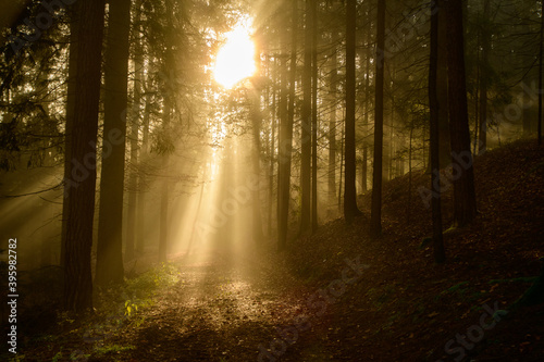 Fototapeta Naklejka Na Ścianę i Meble -  with sun-rays flooded fog forest - dreamlike light and mood