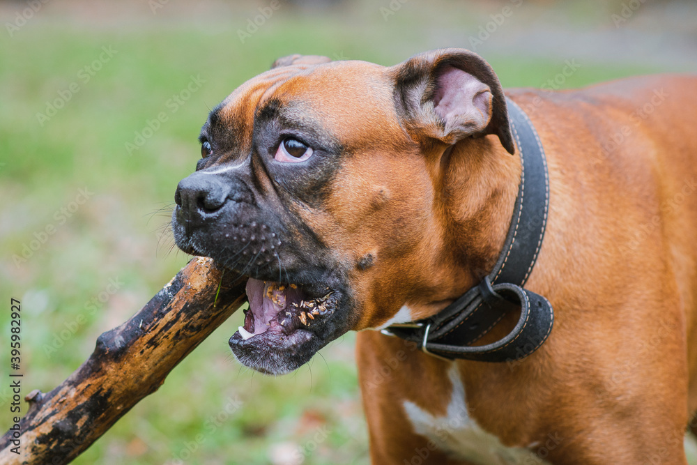 German boxer dog in the park with wooden stick