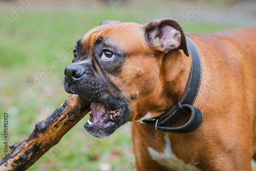 German boxer dog in the park with wooden stick © Serhii Khomiak