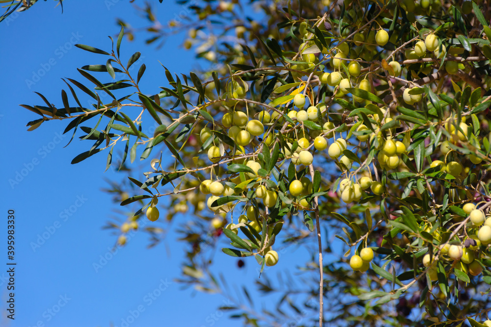 Green olives on olive branches with leaves in the field