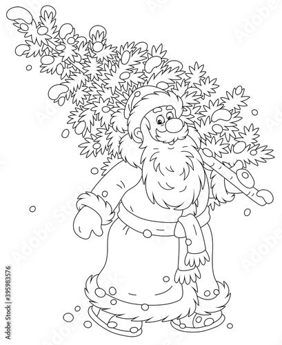 Santa Claus carrying a prickly fir tree from a snowy winter forest to decorate it for Christmas and New Year, black and white outline vector cartoon illustration for a coloring book page
