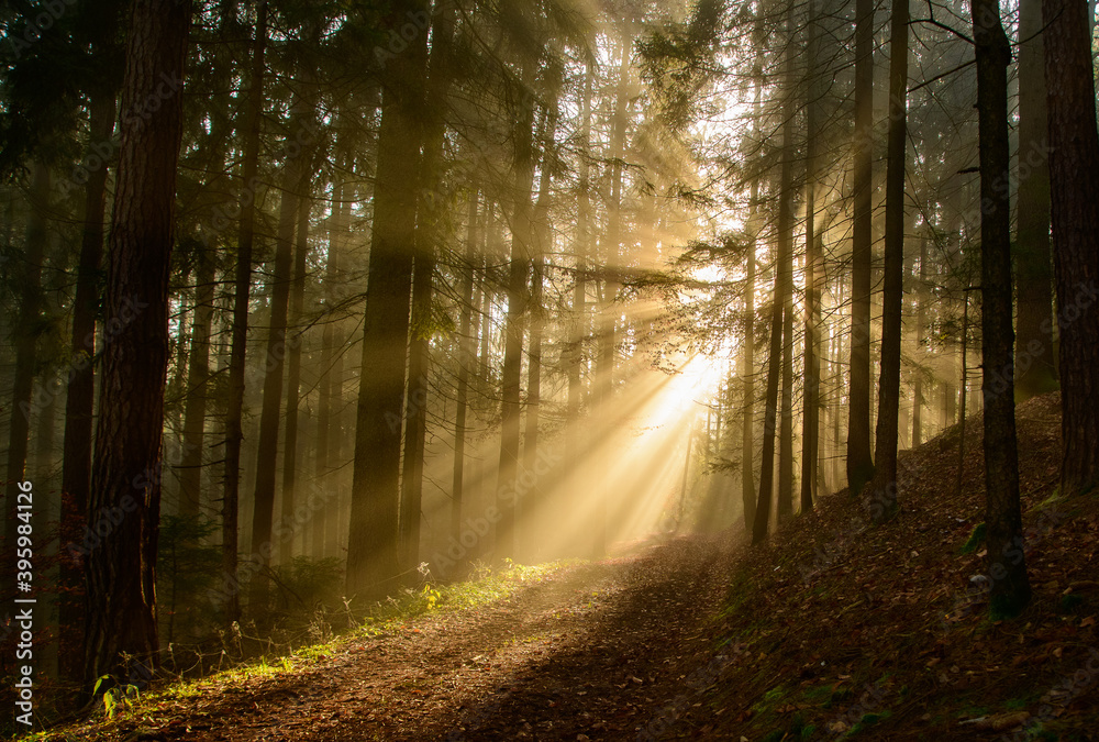 Fototapeta premium with sun-rays flooded fog forest - dreamlike light and mood