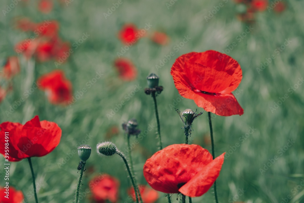 Obraz premium poppy flowers in field
