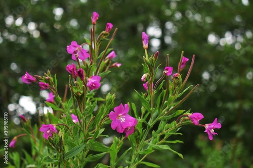 Pink wildflowers of Epilobium hirsutum in the garden.  photo