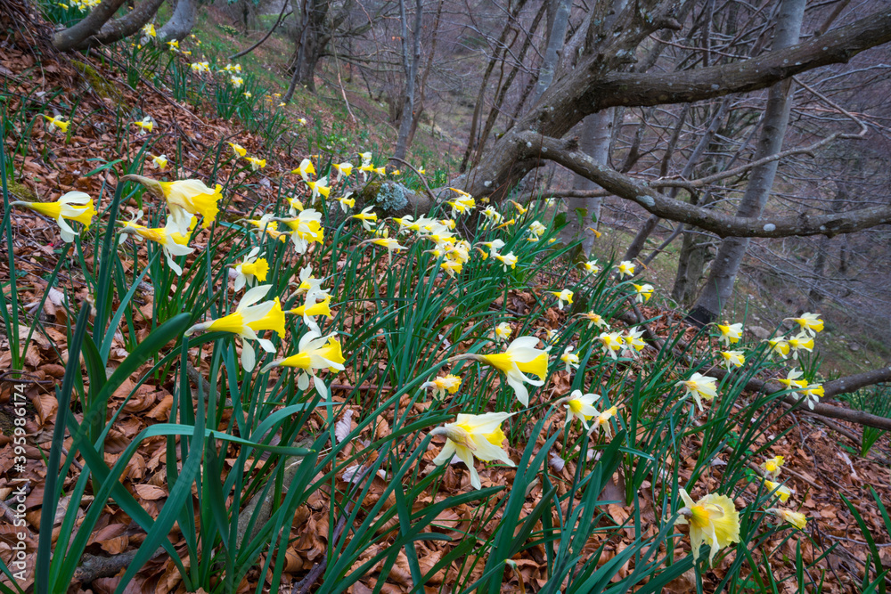 Obraz premium NARCISO TROMBON (Narcissus pseudonarcissus), Orduña, Sierra Salvada, Bizkaia, Basque Country, Spain, Europe