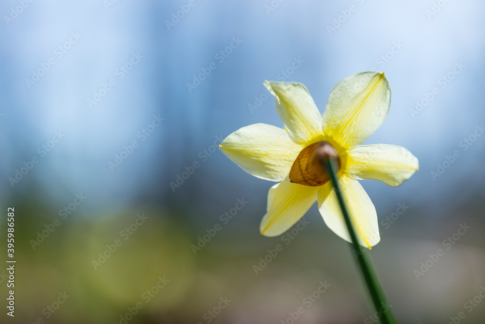 Fototapeta premium Narcissus pseudonarcissus (commonly known as wild daffodil or Lent lily), Gorbeia Natural Park, Alava, Basque Country, Spain, Europe