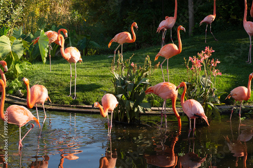 Flamingoes on a sunny day in the zoo