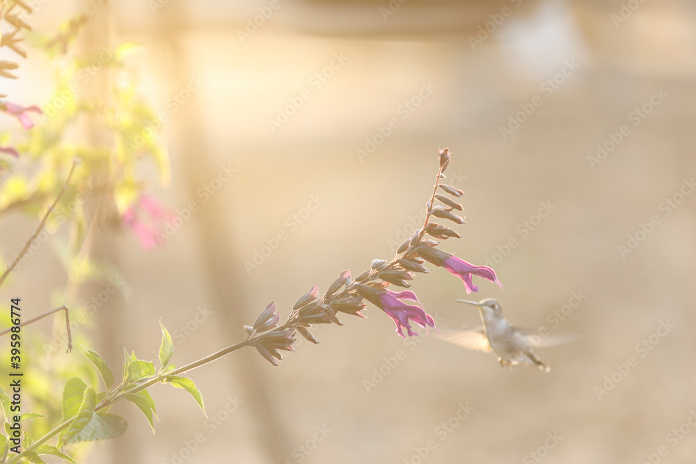 Fototapeta premium hummingbird hovering near a blossom in the soft morning light