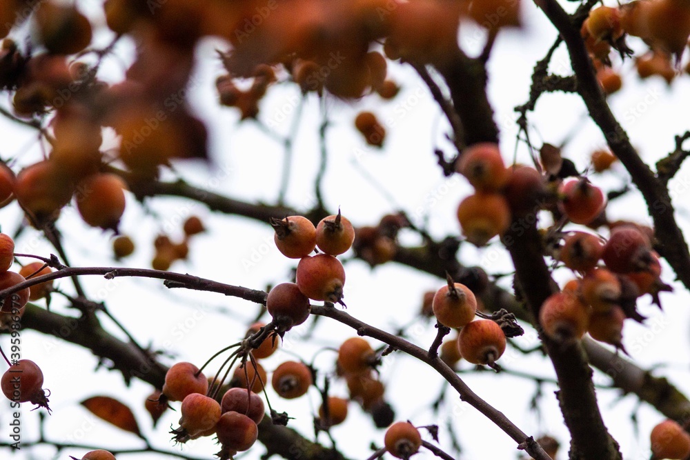berries in autumn berries in autumn