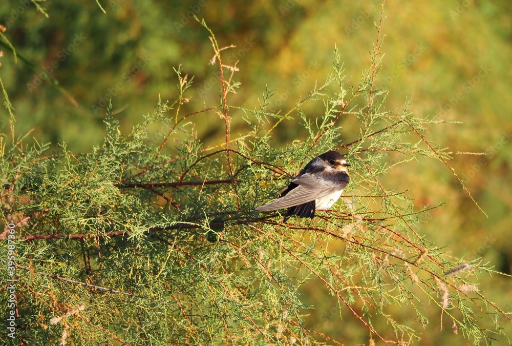 Obraz premium golondrinas en la rama de un pino, plumas color gris, blanco, negro y naranja, ojos y pico muy pequeños, migratoria, lerida, españa, europa