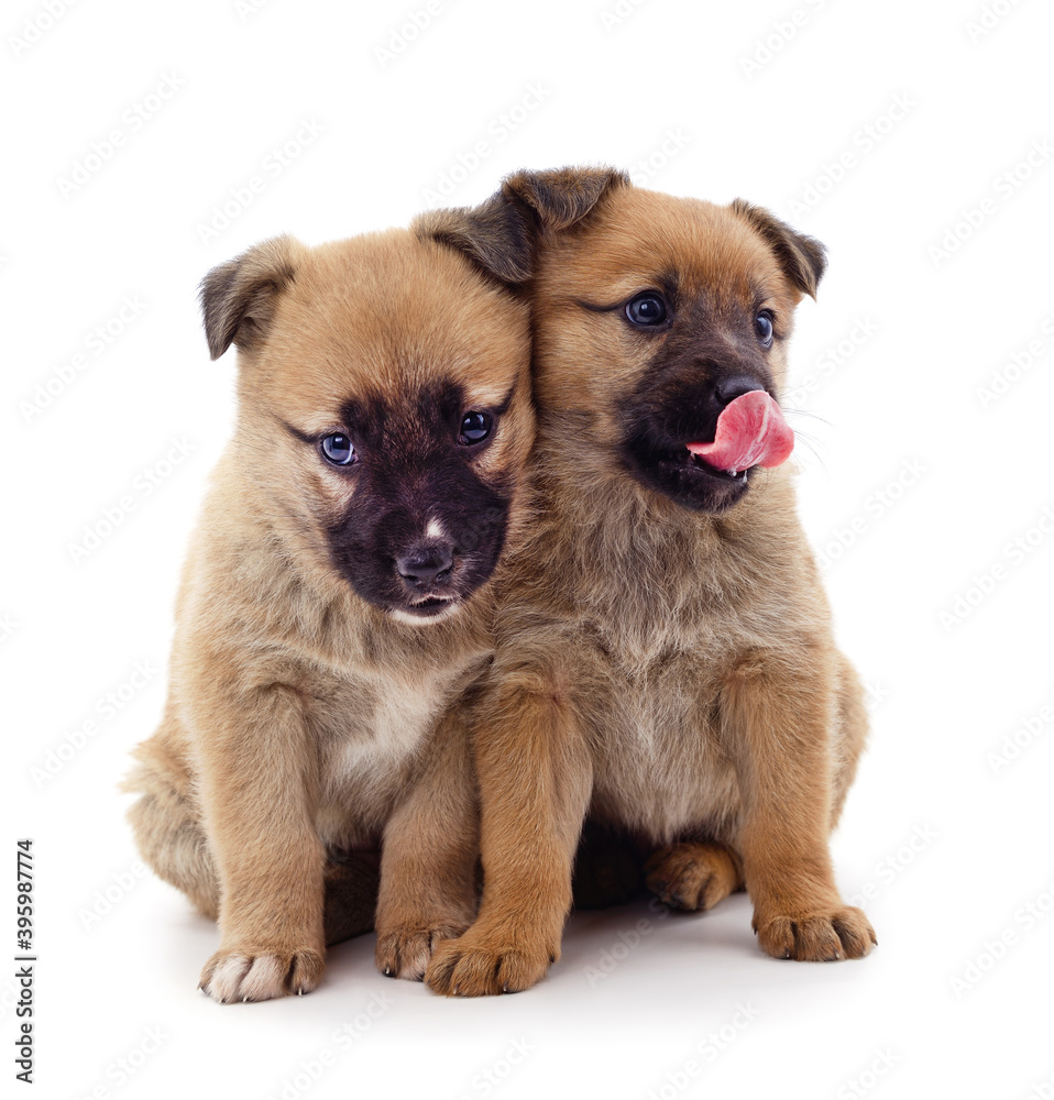 Fototapeta premium Two small dogs.
