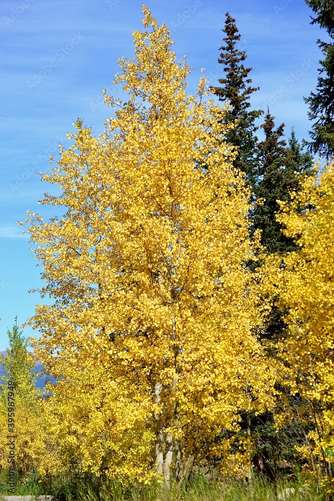 Aspen tree, fall golden leaves in a colorful autumn scene on a scenic byway in Colorado. Aspen tree, fall golden leaves in a colorful autumn scene on a scenic byway in Colorado.