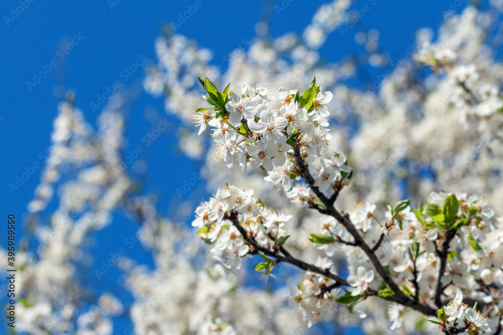 Cherry plum branch with abundant white flowers, flowering trees Cherry plum branch with abundant white flowers, flowering trees