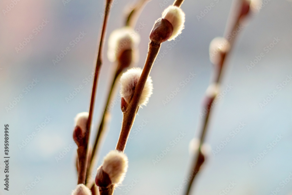 Willow branches with fluffy catkins on a blurred background Willow branches with fluffy catkins on a blurred background