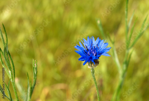 One single blue flower Centaurea on sunny grass background.