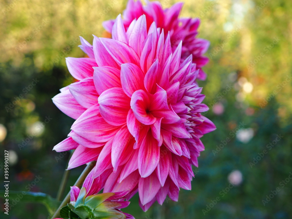 Pink and white flower Pink and white flower