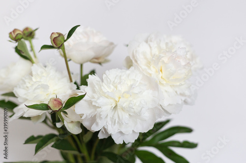 Fresh bright blooming peonies flowers on white background. Wedding still life scene. Romantic banner, delicate white peonies flowers close-up.