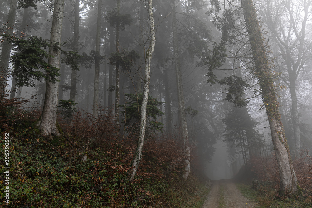 Obraz premium Waldweg