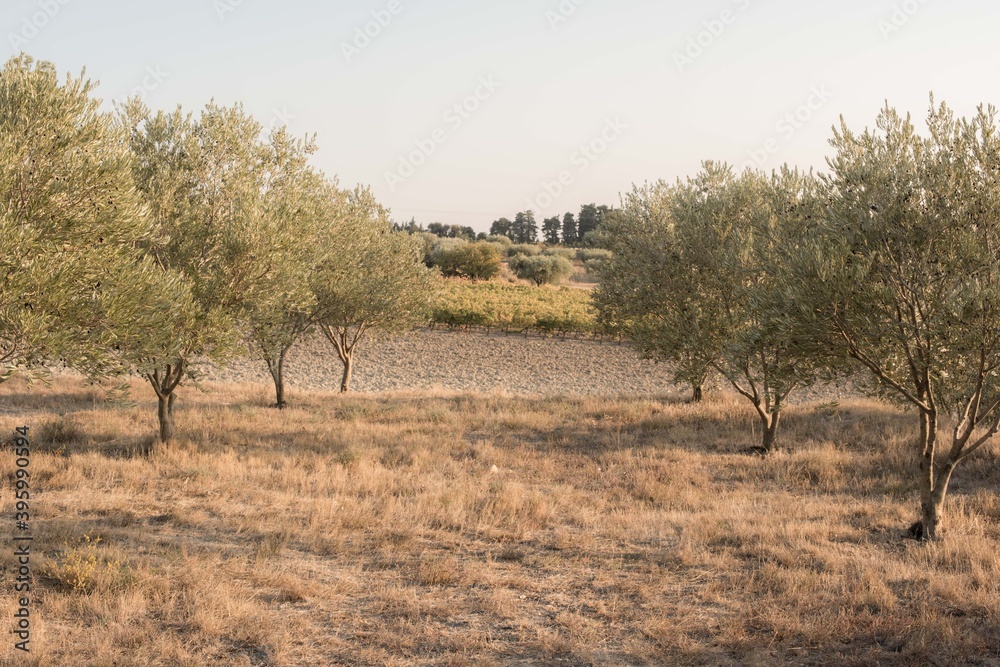 oliviers, olives, paysage de provence oliviers, olives, paysage de provence