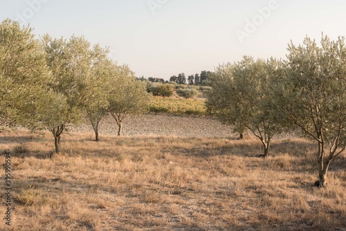 oliviers  olives  paysage de provence 