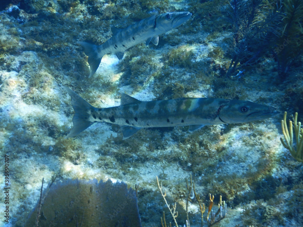 Fototapeta premium Looe Key Diving Sharks, Parrott Fish, and Reefs - oh my!