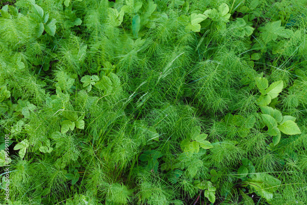 Fototapeta premium Green grass close up
