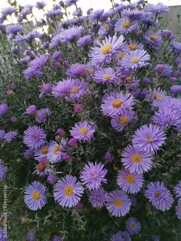 Fototapeta premium flowers in the garden