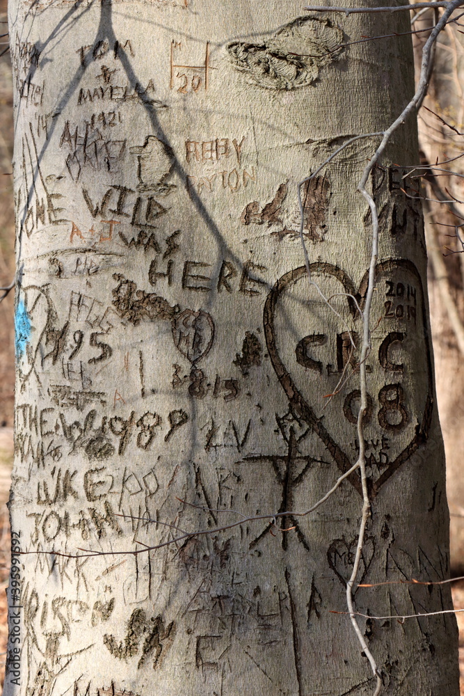Fototapeta premium People like to carve their initials and other things on trees.