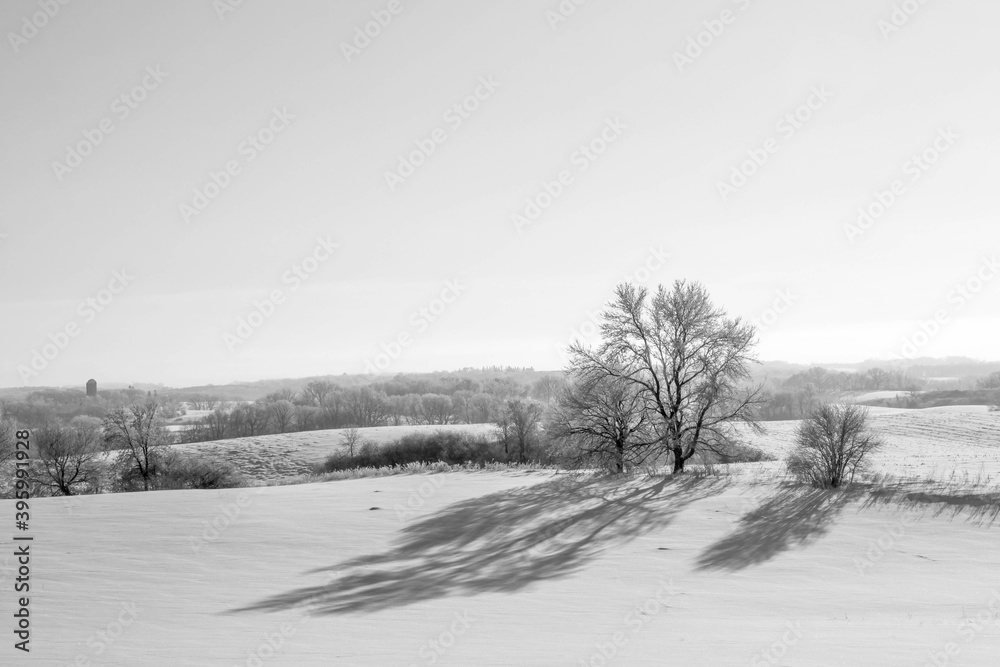 Obraz premium Black and white photo of a frosty Winter day rural Minnesota, USA. Trees covered with frost.