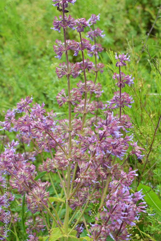 Obraz premium In nature, the blooms Salvia verticillata