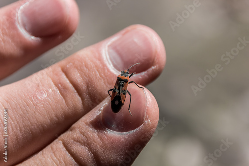 The beetle sits on the finger. Human and nature. Macro photography © algrigo