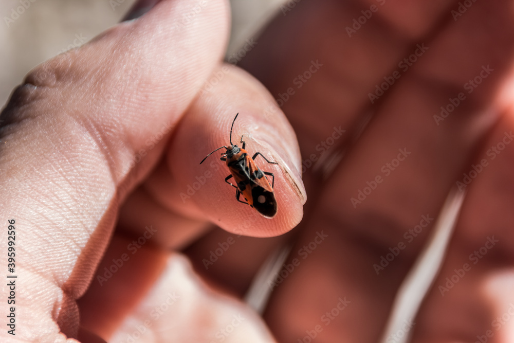 Obraz premium The beetle sits on the finger. Human and nature. Macro photography