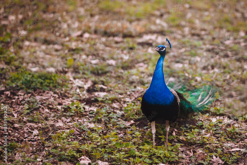 Obraz premium peacock in the park