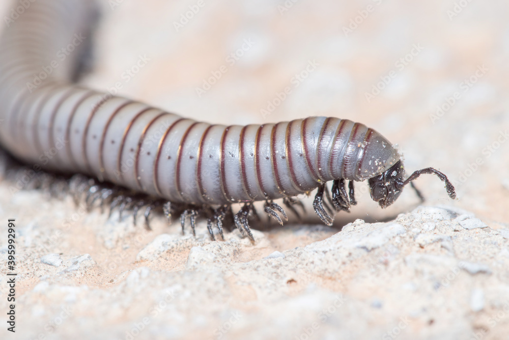 Ommatoiulus rutilans millipede walking on a concrete wall Ommatoiulus rutilans millipede walking on a concrete wall
