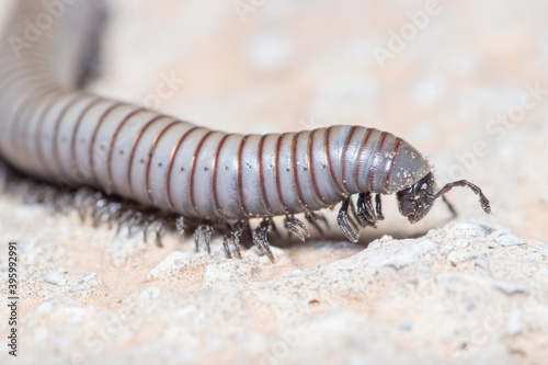 Ommatoiulus rutilans millipede walking on a concrete wall © Jorge