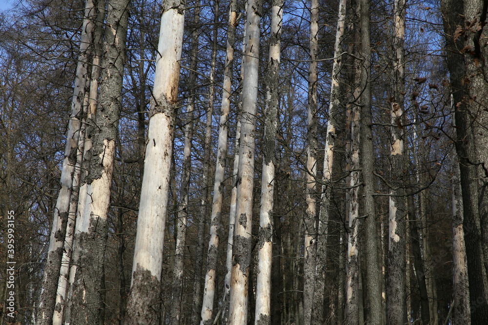 suche drzewa w lesie.  - obrazy, fototapety, plakaty 