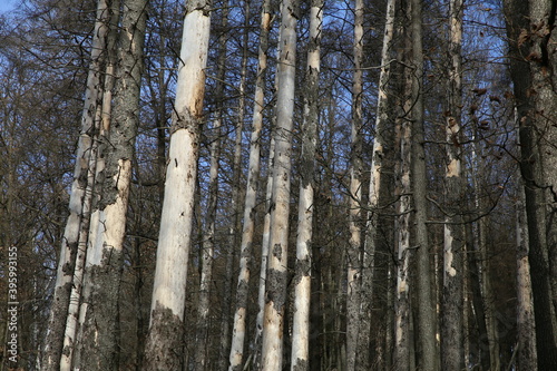 suche drzewa w lesie. 