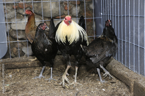 GALLO PIE DE CRIA FAMILIA  CAMPEONA