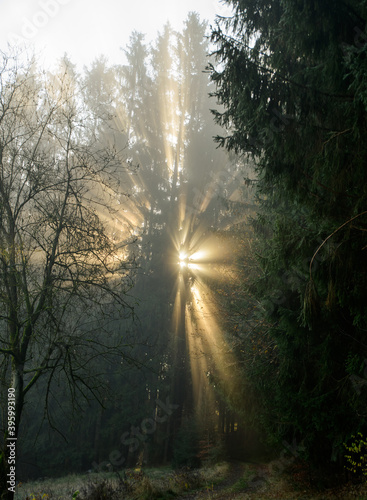 Sun beams break through the dark fog forest