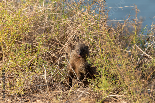 Mongoose sits in the grass near the river in an early autumn morning. 