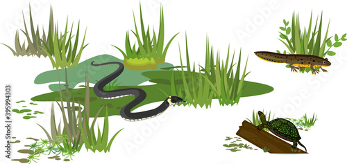 Grass snake or Natrix natrix, European pond turtle (Emys orbicularis) and newt in swamp biotope isolated on white background