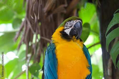 blue and yellow macaw
