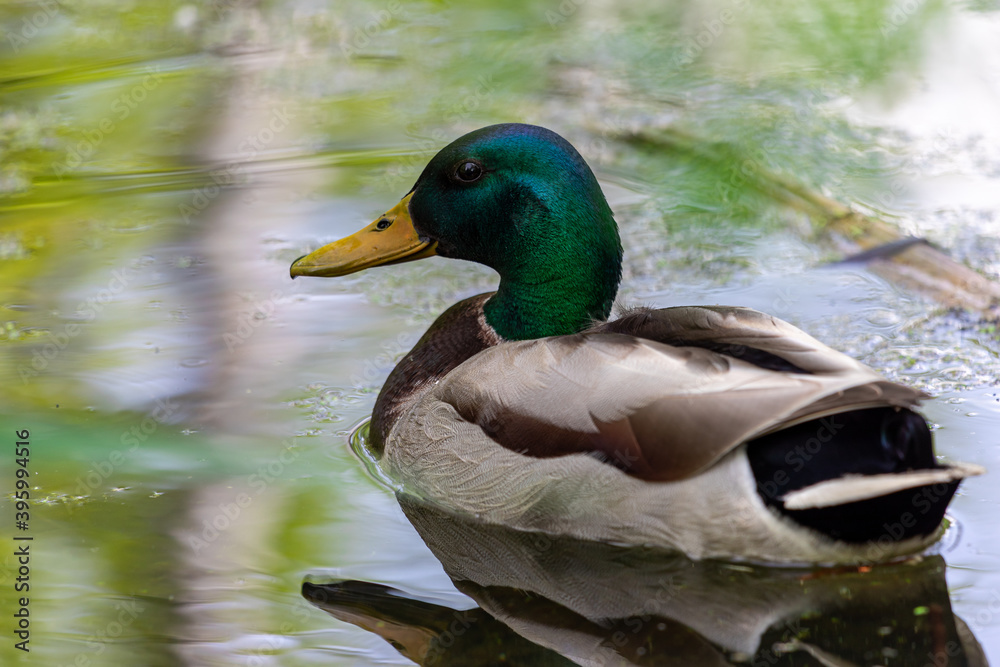 Obraz premium Drake Mallard Portrait, an up close and personal view of a Drake Mallard in water. 