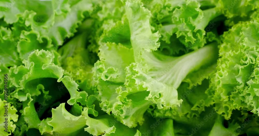 Truck shot close up of green lettuce leaves lush with water dropping on leaf, black background Truck shot close up of green lettuce leaves lush with water dropping on leaf, black background
