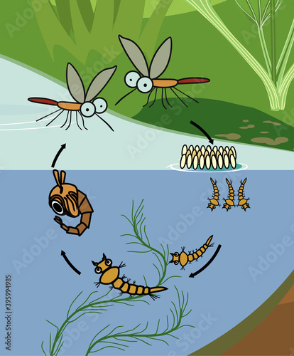 Mosquito life cycle. Sequence of stages of development of mosquito from egg to adult insect in natural habitat