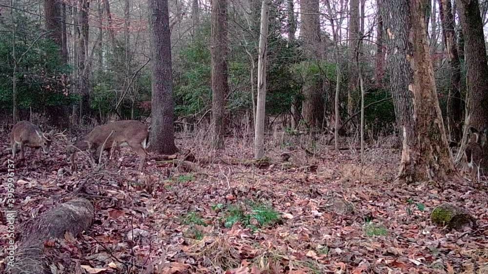 wild young bucks headbutting in forest