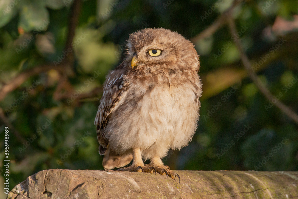 Little owl on fence looking to the side Little owl on fence looking to the side