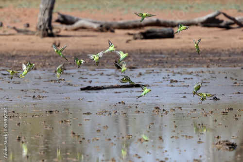 Flock of Budgerigar's coming to water hole
