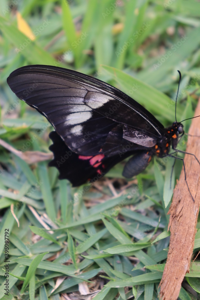 Fototapeta premium Butterfly black