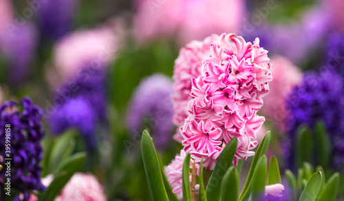 Large flower bed with multi-colored hyacinths, traditional easter flowers, flower background, easter spring background. Close up macro photo, selective focus. Ideal for greeting festive postcard.